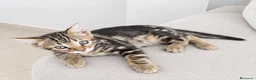 Bengalí gatos en venta: GATOS BENGALÍ  - Anuncio 4
