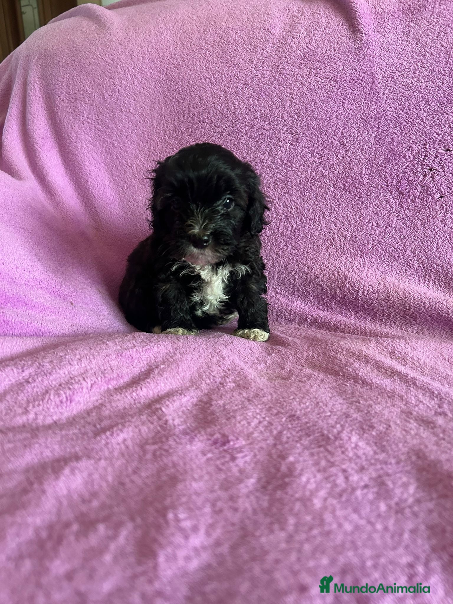 Maltipoo perros Cachorros maltipoo - Anuncio 1