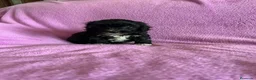 Maltipoo perros en venta: Cachorros maltipoo - Anuncio 1