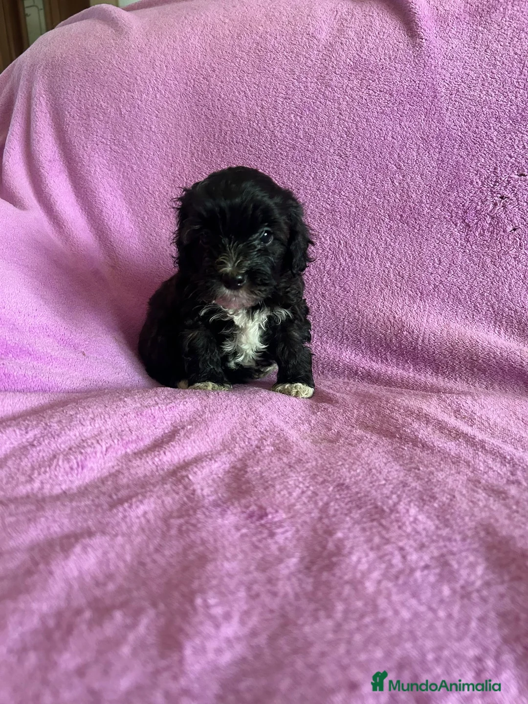 Maltipoo perros en venta: Cachorros maltipoo - Anuncio 1