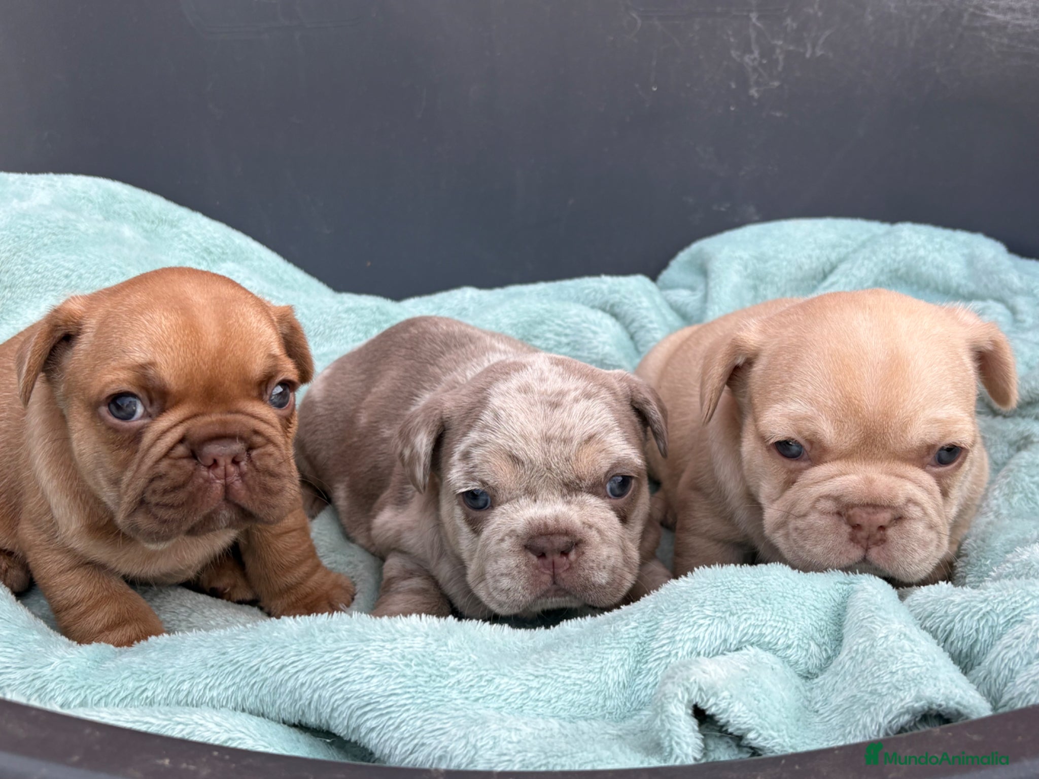 Bulldog Francés perros Bulldog francés exóticos  - Anuncio 2