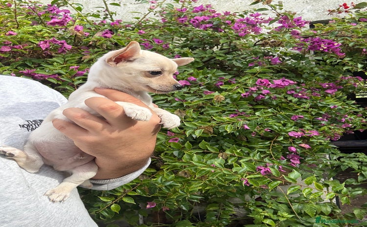 Chihuahua perros Chihuahuas Toy  - Anuncio 4