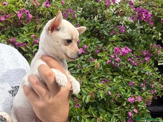 Chihuahua perros Chihuahuas Toy - Anuncio 1