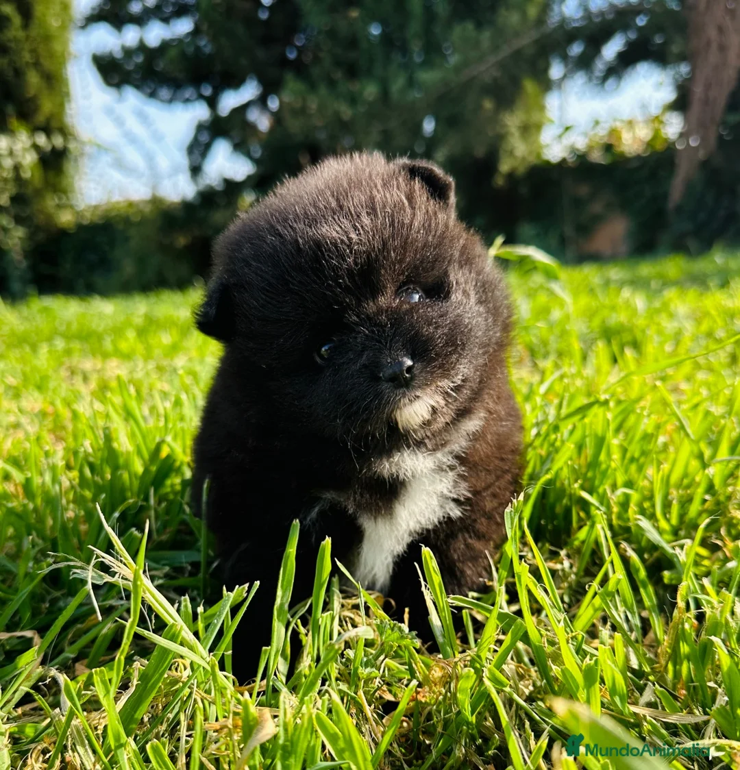 Imagen de galería {{count}}