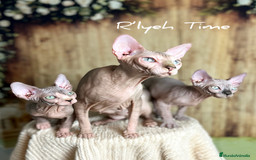Sphynx gatos en venta: Sphynx  - Imagen 6