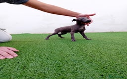 Pequeño Lebrel Italiano perros en venta: PICCOLO BLUE-OJOS AZULES - Anuncio 1