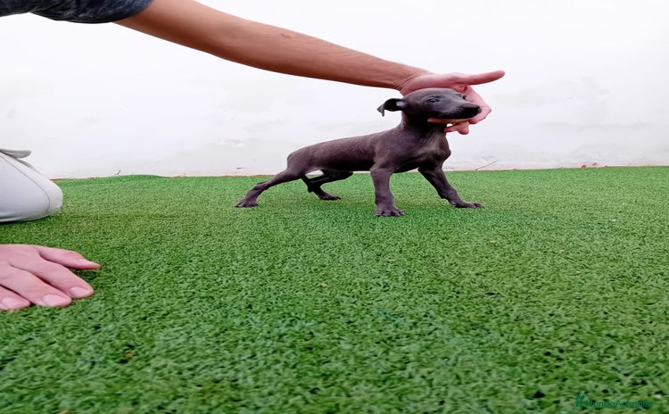 Pequeño Lebrel Italiano perros PICCOLO BLUE-OJOS AZULES - Anuncio 1