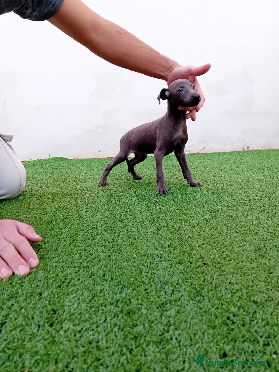 Pequeño Lebrel Italiano perros en venta: PICCOLO BLUE-OJOS AZULES - Anuncio 1