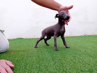 Pequeño Lebrel Italiano perros PICCOLO BLUE-OJOS AZULES - Anuncio 2