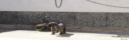 Presa Canario perros en venta: Camada presa canario pedigri FCI - Anuncio 5