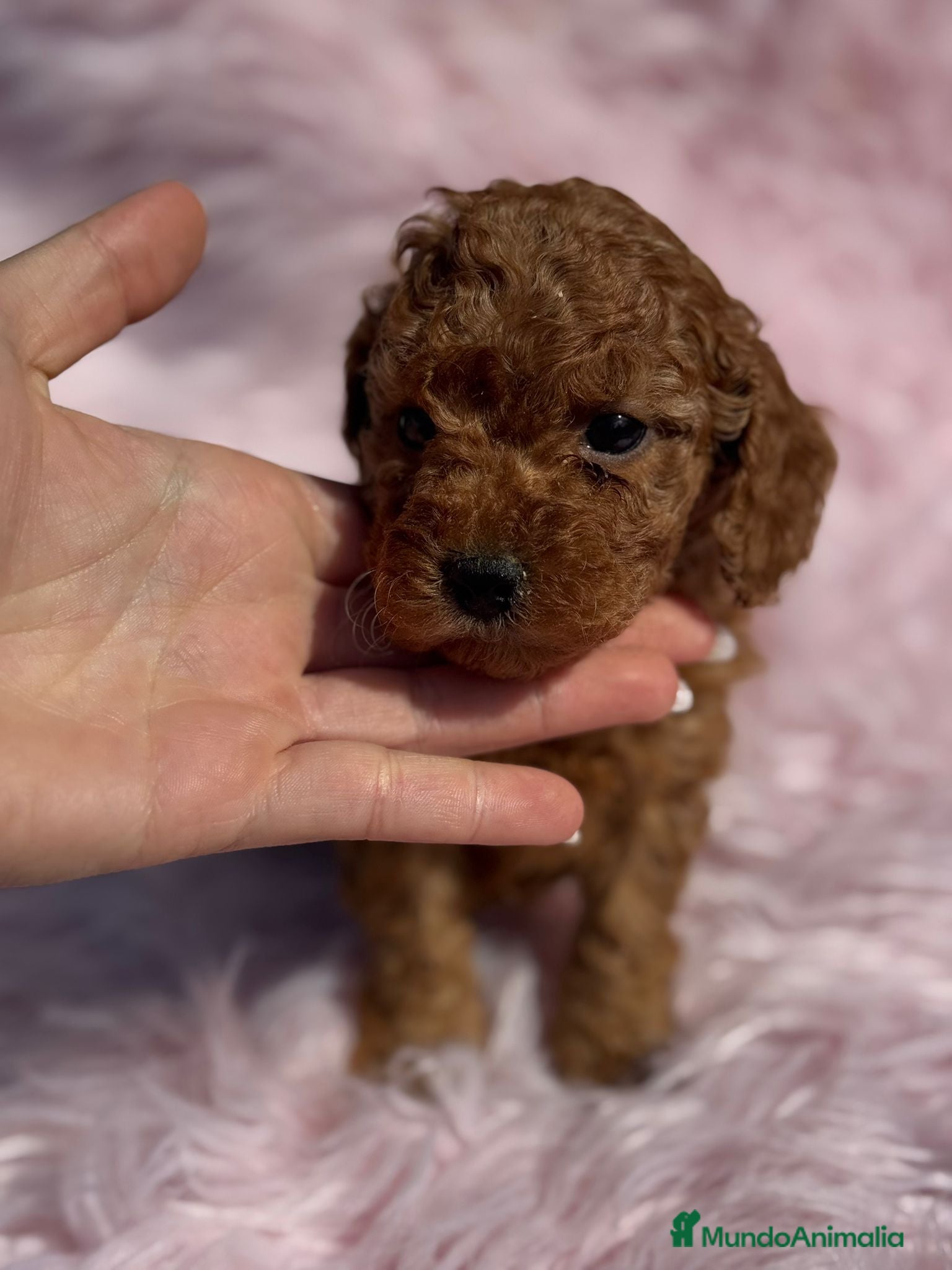 Caniche Toy perros Caniche - Anuncio 2