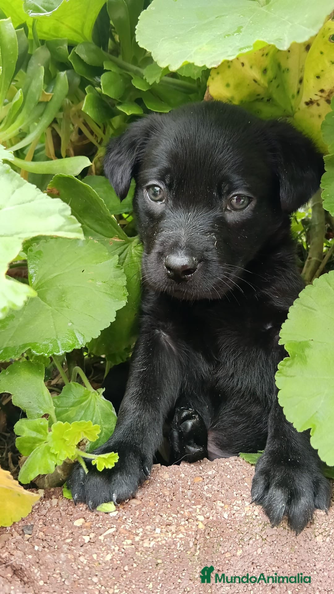 Labrador Retriever perros Labrador retriever negro - Anuncio 1