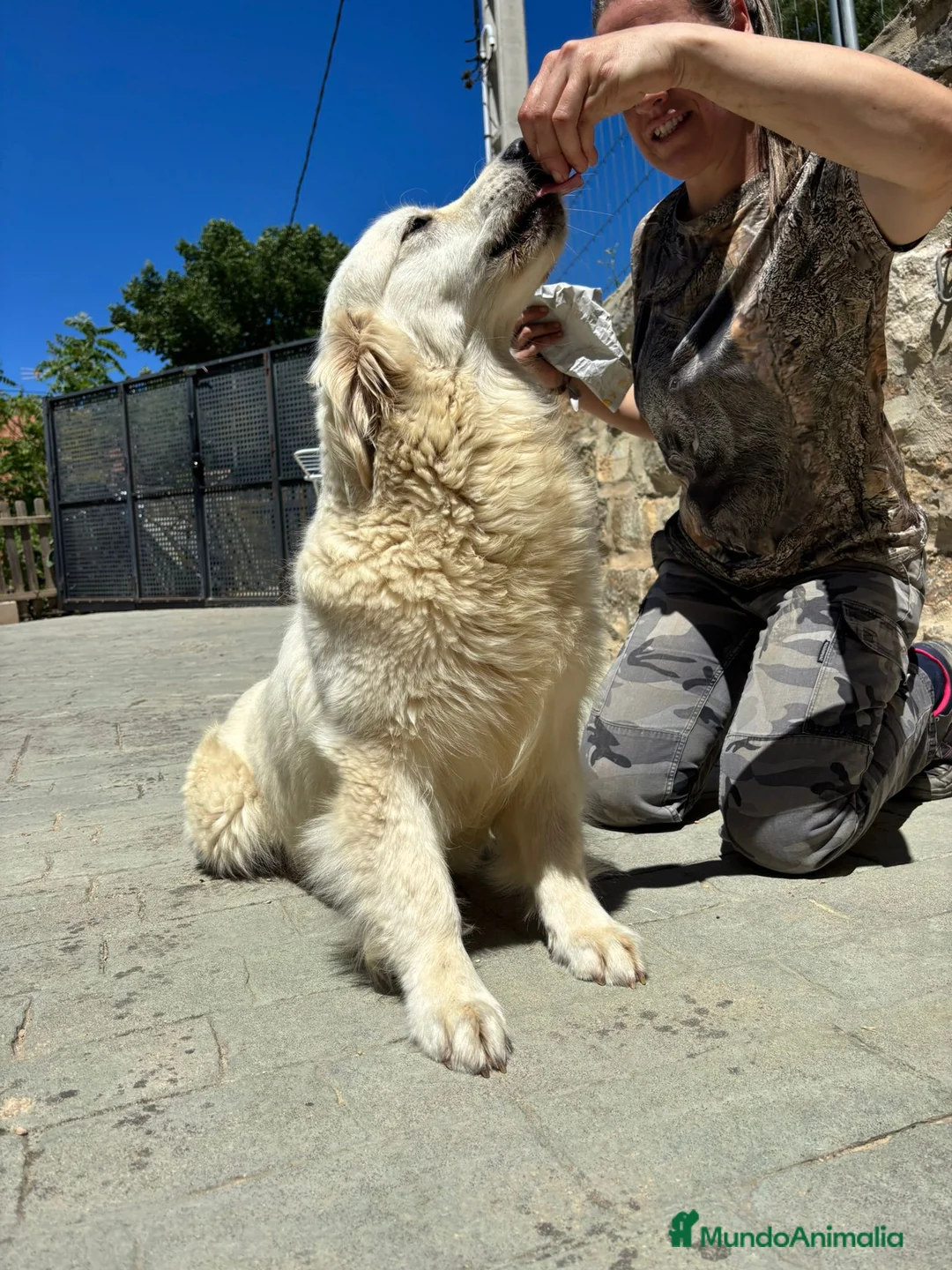 Golden Retriever perros en venta: GOLDEN RETRIEVER ESPECTACULAR CAMADA - Anuncio 2