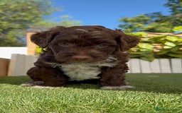 Perro de Agua Español perros en venta: PERRO DE AGUA ESPAÑOL MACHO - Imagen 13