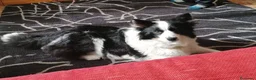 Border Collie perros en venta: Cachorros de Border Collie disponibles - Anuncio 23