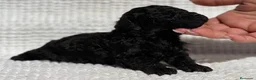 Caniche Toy perros en venta: CANICHE TOY NEGRO INTENSO - Anuncio 3
