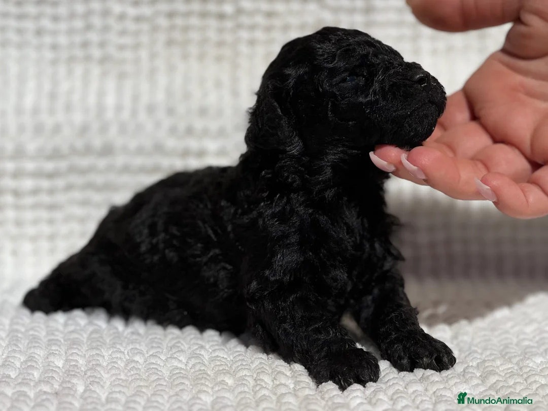 Caniche Toy perros en venta: CANICHE TOY NEGRO INTENSO - Anuncio 3