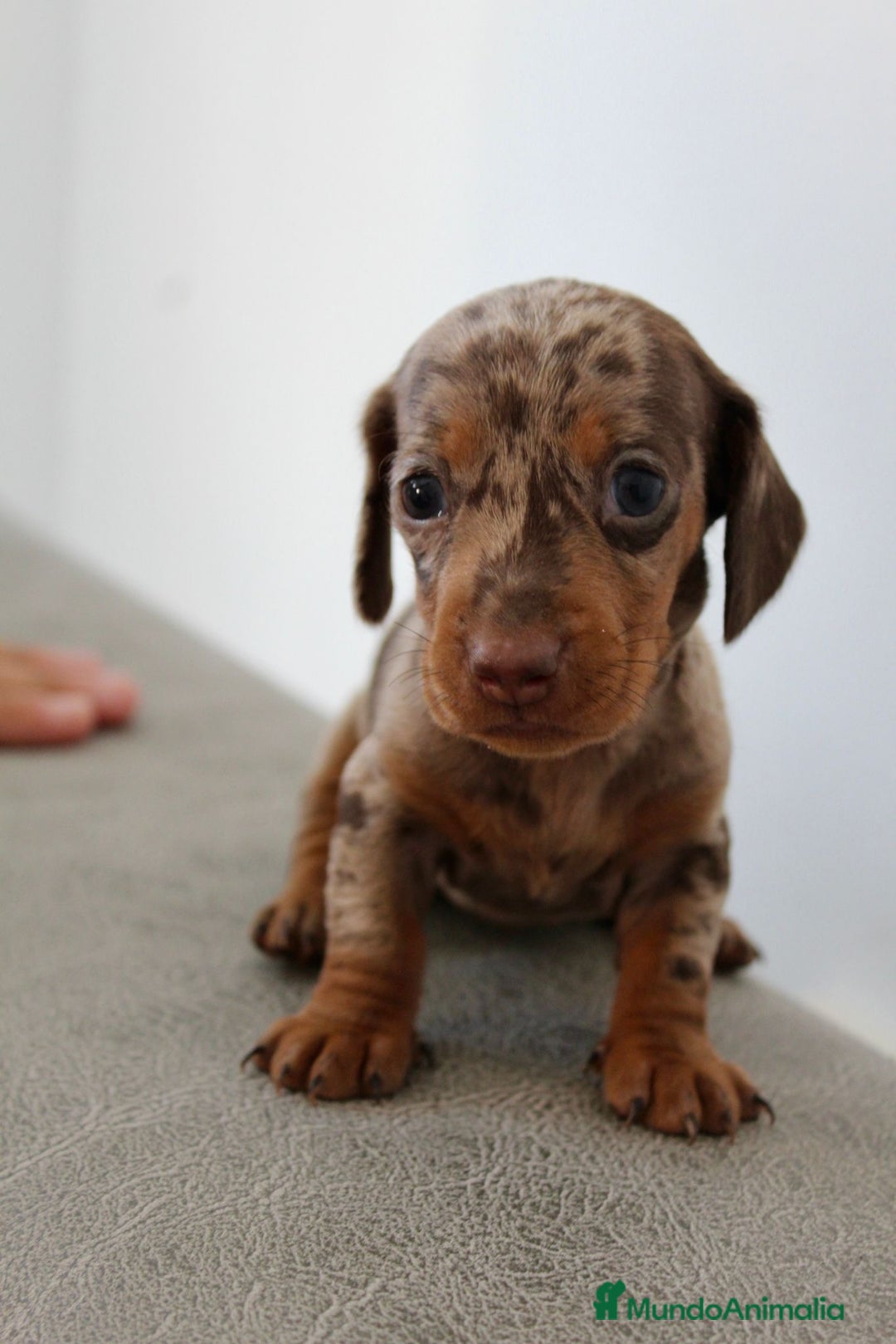 Teckel Miniatura perros en venta: HEMBRA TECKEL MINI - Imagen 2