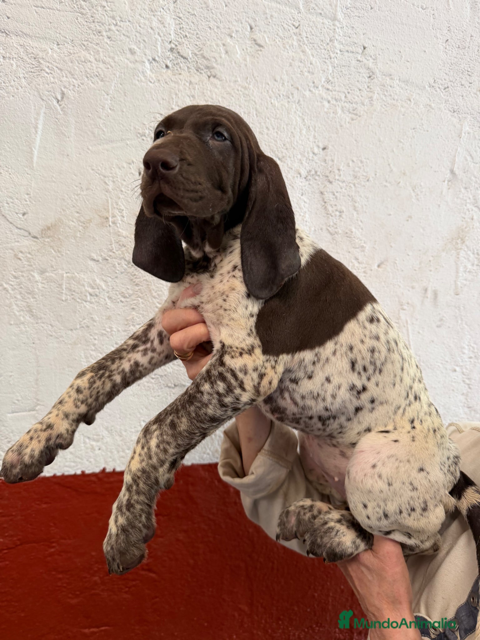 Braco Alemán de Pelo Corto perros en venta: Camada Braco Alemán  - Anuncio 2