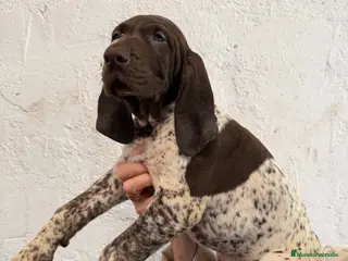 Braco Alemán de Pelo Corto perros en venta: Camada Braco Alemán - Anuncio 2