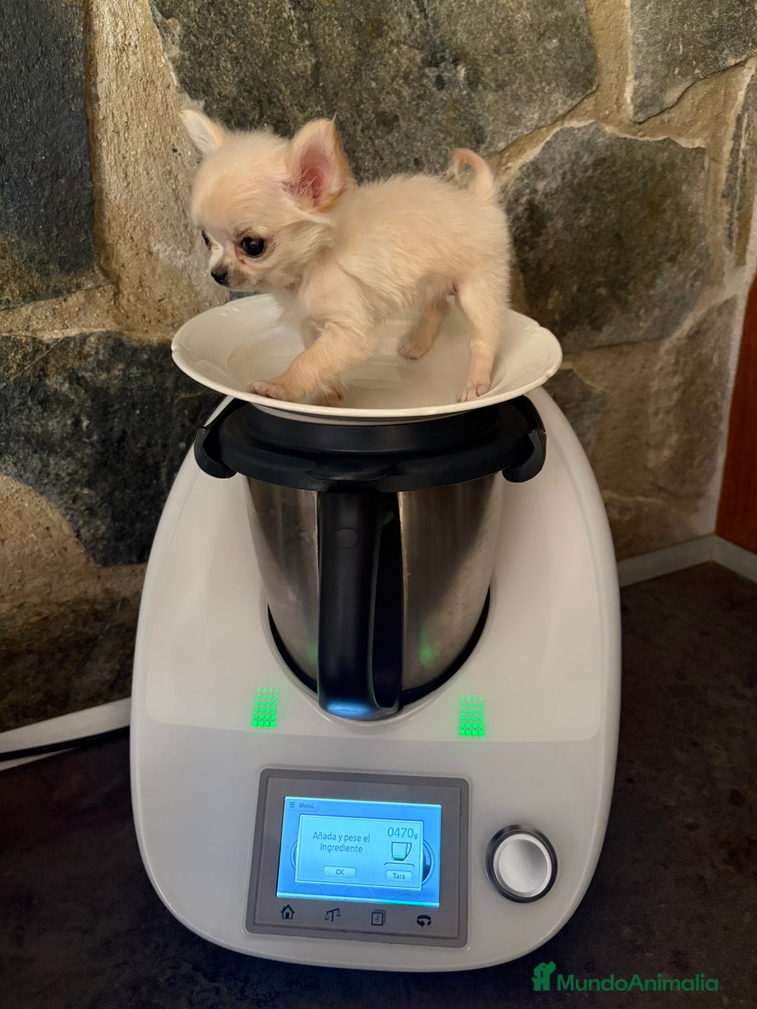 Chihuahua perros en venta: Chihuahua micro toy hembra  - Imagen 13