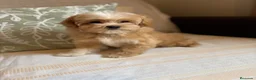 Maltipoo perros en venta: Maltipoo cachorritos muy bonitos !!! - Anuncio 6
