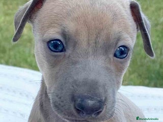 Pequeño Lebrel Italiano perros en Barcelona - Anuncio 1