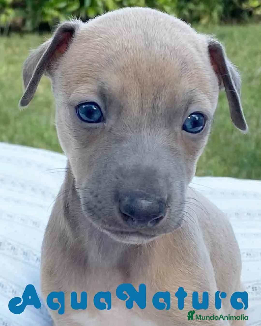 Pequeño Lebrel Italiano perros en venta: Lebrel Italiano Hembra 5886 - AQUANATURA en Barcelona - Anuncio 1