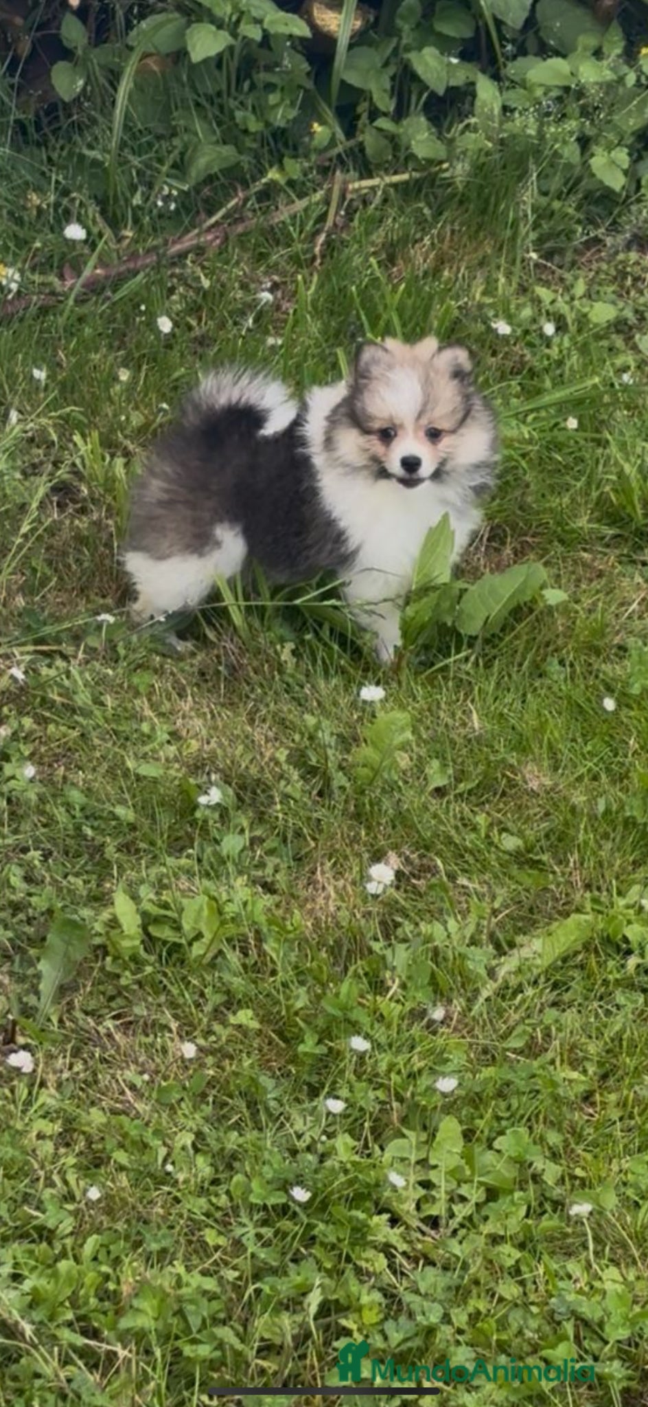 Pomerania perros camada de pomerania  - Anuncio 1