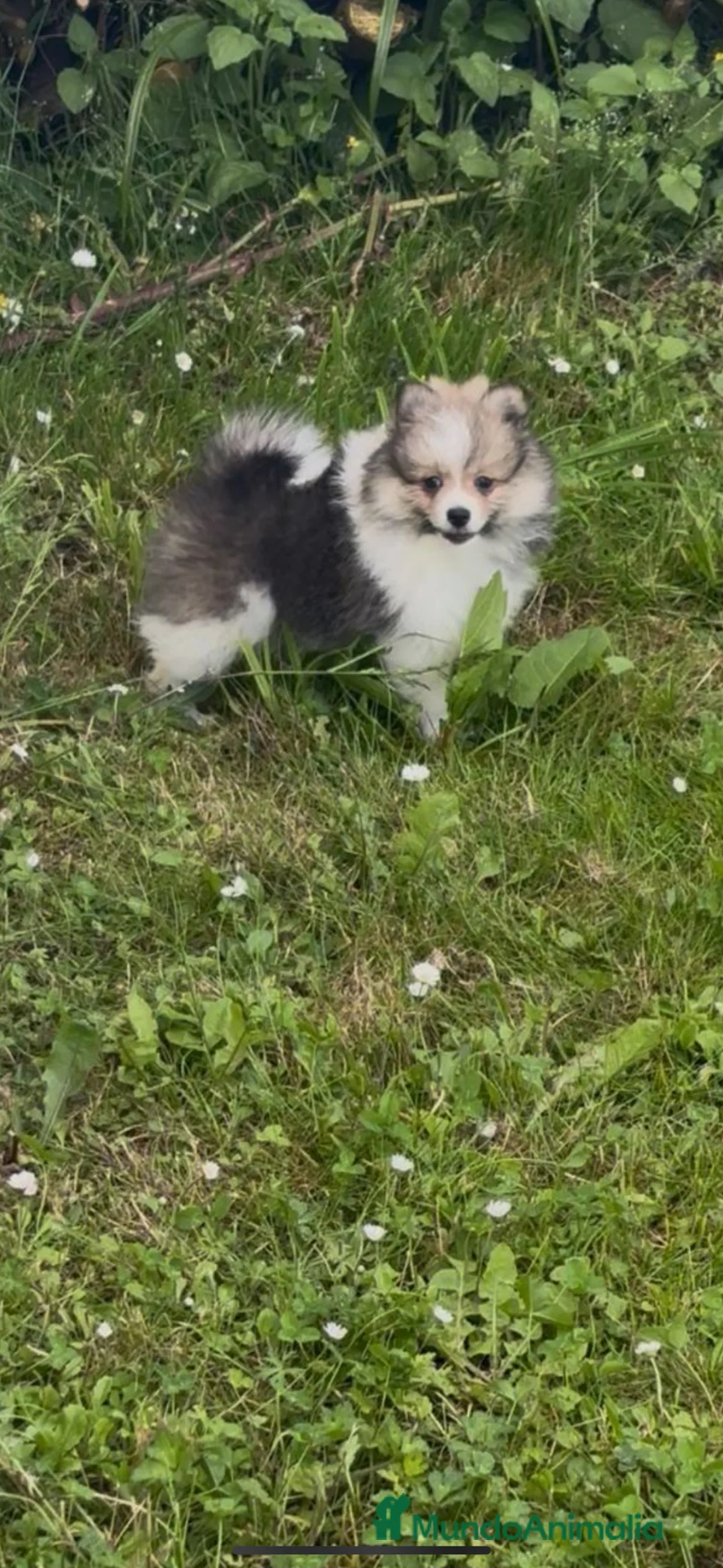 Pomerania perros en venta: camada de pomerania  en Pontevedra - Anuncio 1