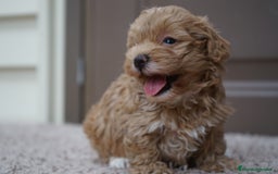 Maltipoo perros en venta: ✨ MOCHI y YUKI: dos hermanas Maltipoo ✨ - Imagen 6