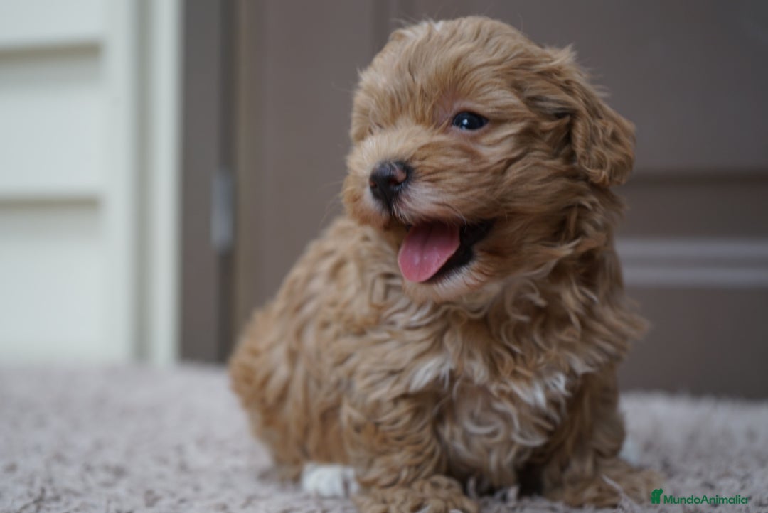 Maltipoo perros en venta: ✨ MOCHI y YUKI: dos hermanas Maltipoo ✨ - Imagen 6