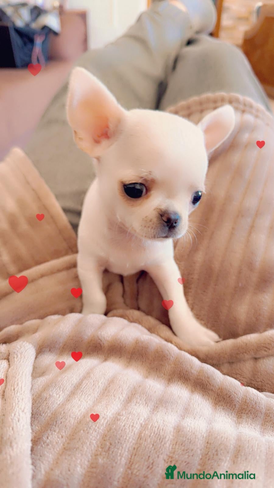 Chihuahua perros Chihuahua mini - Anuncio 1