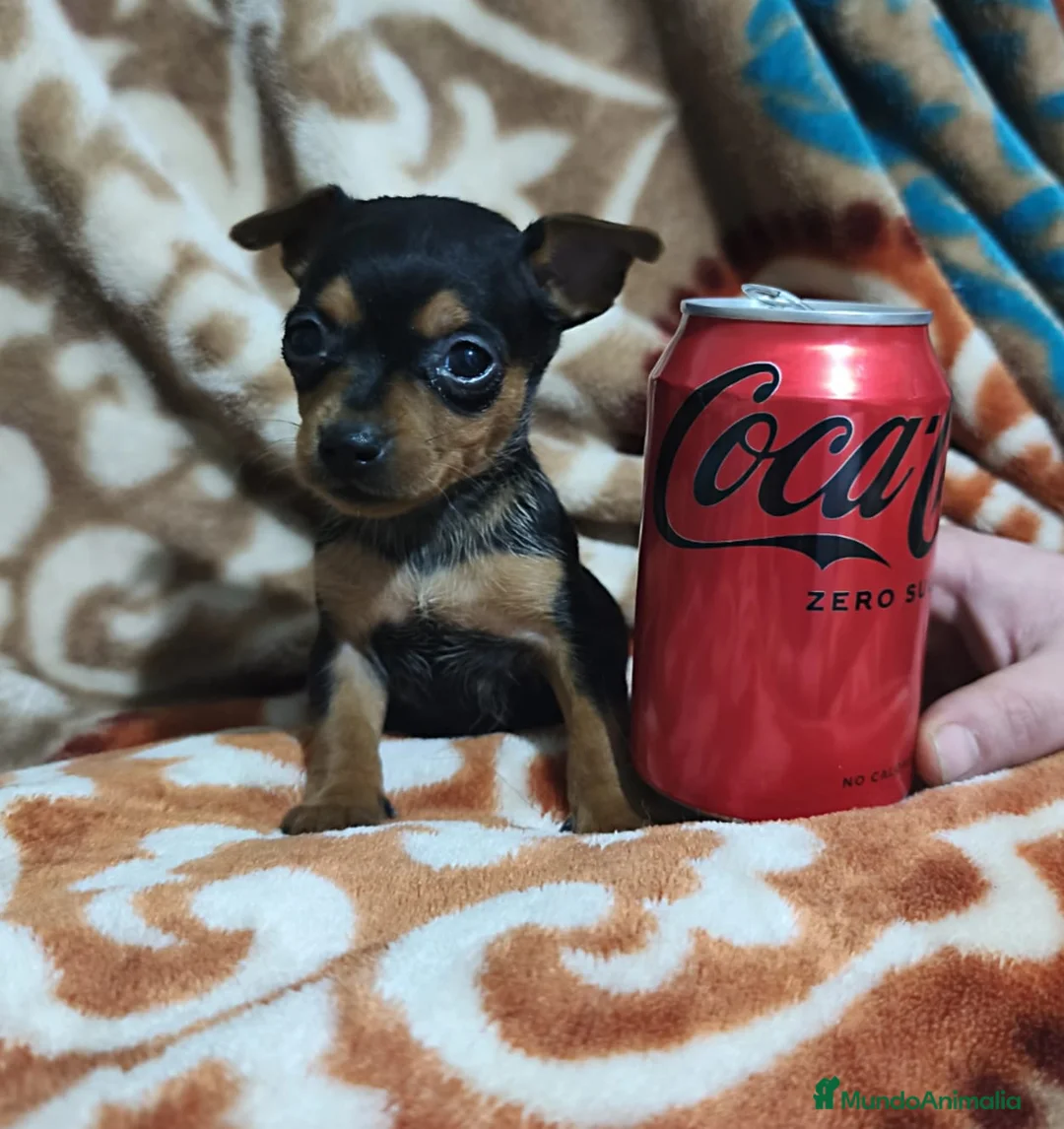 Pinscher Miniatura perros en venta: Pincher mini  - Anuncio 2