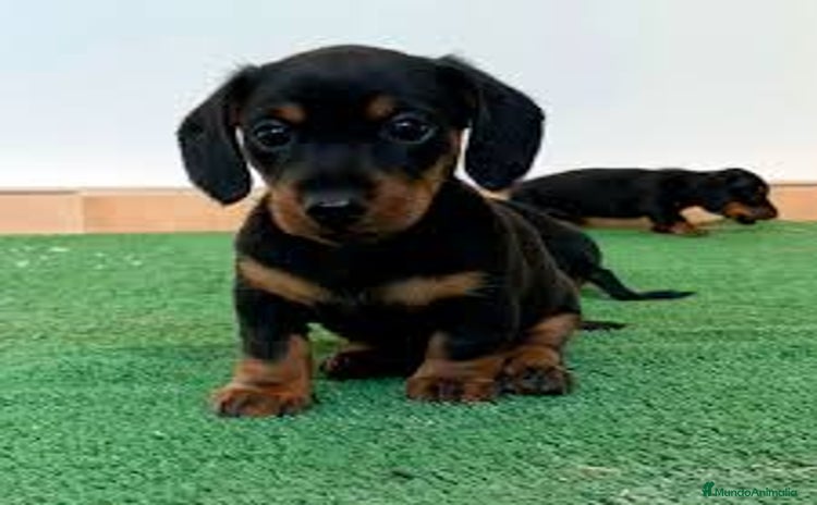 Teckel Miniatura perros - Anuncio 2