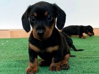 Teckel Miniatura perros - Anuncio 9