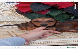 Teckel Miniatura perros en venta:  MACHO TECKEL  en Murcia - Imagen 7