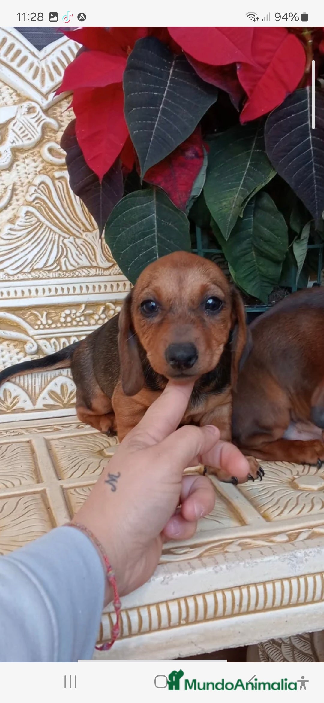 Teckel Miniatura perros en venta:  MACHO TECKEL  en Murcia - Imagen 7