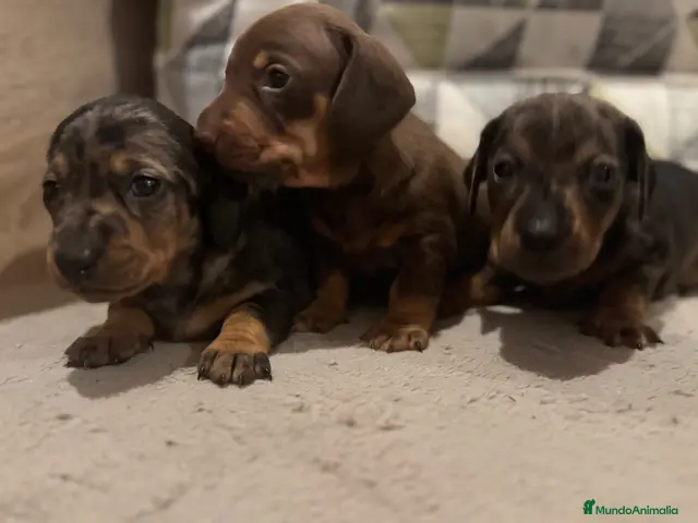 Teckel perros 🐾🤎 ¡TRES PRECIOSIDADES TECKEL MINI! 🤎🐾 - Anuncio 36