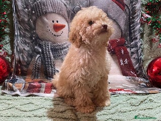 Caniche Enano perros Cachorro de Caniche enano - Anuncio 1