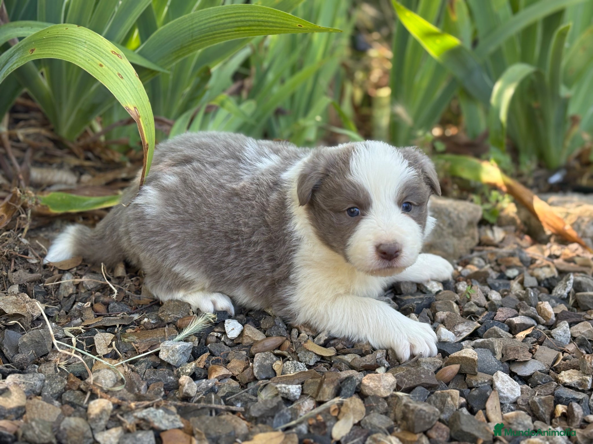 Border Collie perros Border Collie colores únicos 🐾🐾🐾 - Anuncio 1