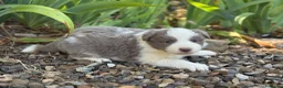 Border Collie perros en venta: Border Collie colores únicos 🐾🐾🐾 - Anuncio 1