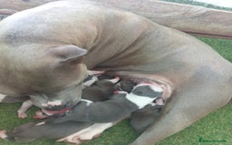 American Staffordshire-Terrier perros en venta: Pedigree American Staffordshire terrier  - Imagen 7