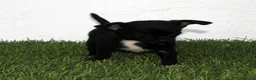 Chihuahua perros en venta: Chihuahua toy  - Anuncio 12