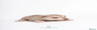 Husky Siberiano Cachorro 3