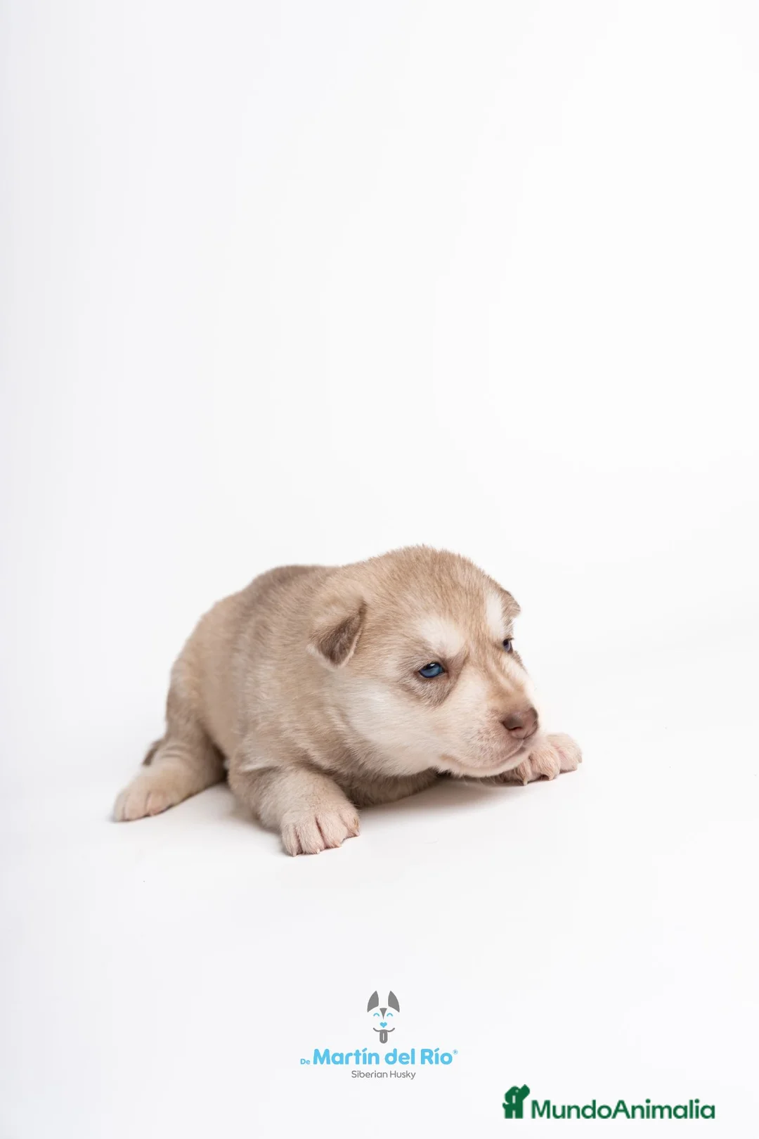 Husky Siberiano perros en venta: RESERVA CACHORROS - Siberian Husky - Anuncio 8