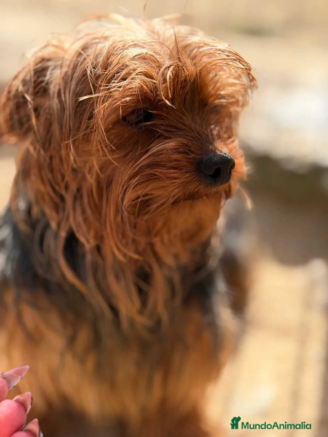 Yorkshire Terrier perros en venta: Yorkshire mini ADOPCIÓN  - Anuncio 2
