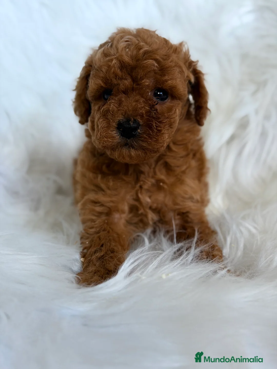 Caniche Toy perros en venta: Caniche Toy macho  - Anuncio 6