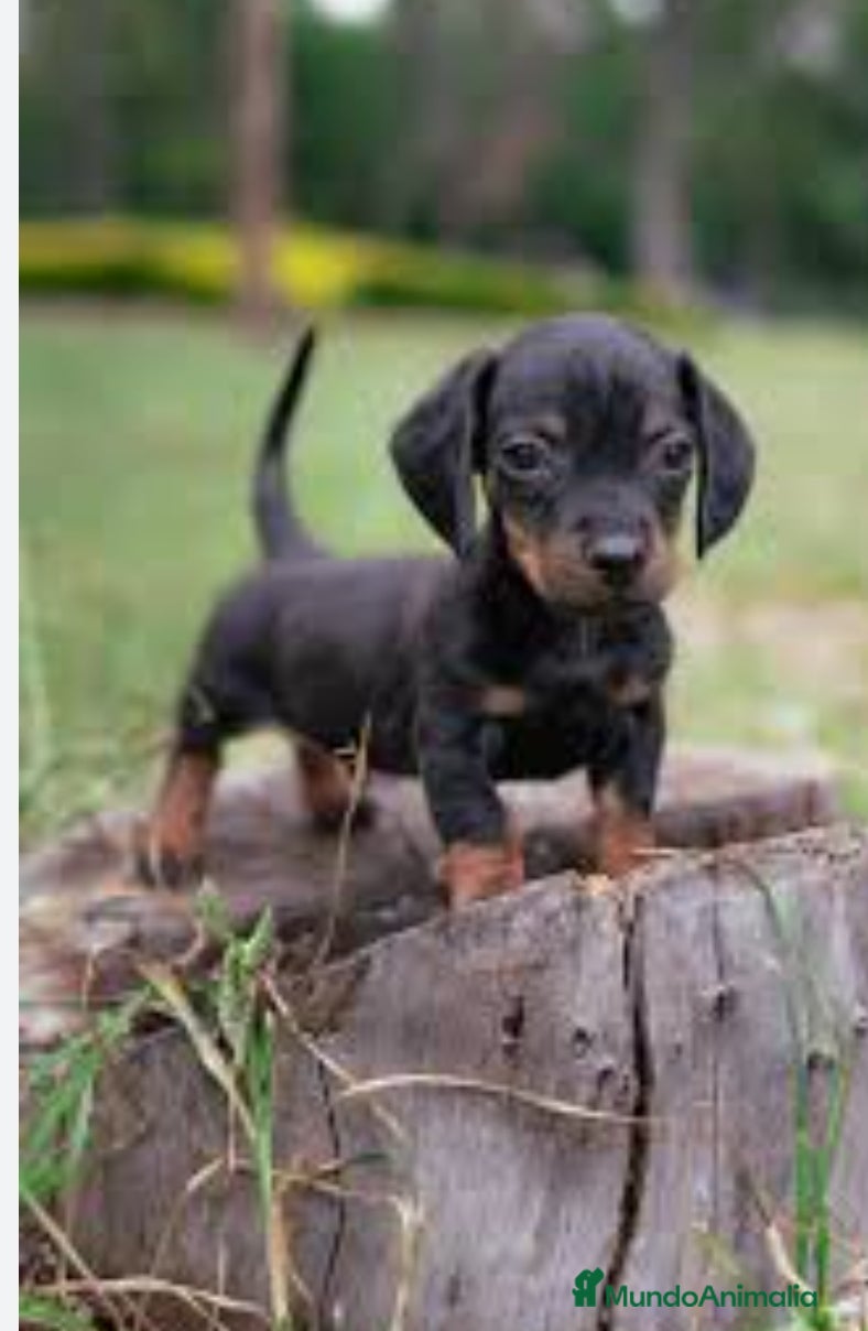 Teckel perros Teckel en Toledo - Anuncio 9