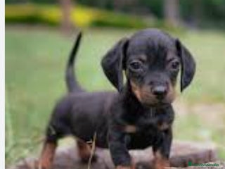 Teckel perros Teckel en Toledo - Anuncio 2